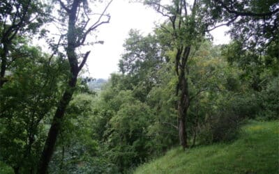 The Orchard in the Hillfort