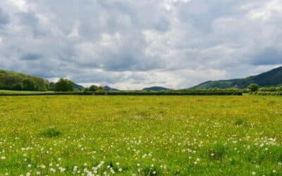 Archaeology Walk At The Rodd
